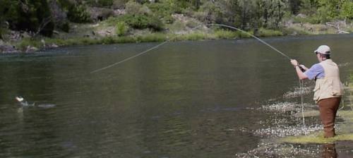 The Gunnison River is a tributary of the Colorado River. It's about 180 miles long! The Gunnison River is a tributary of the Colorado River. It's about 180 miles long!
