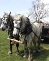 These are Local Historian Brian Turner's horses. He attracts a lot of attention when he uses his horses to plow acres of corn in the Kickapoo valley. These are Local Historian Brian Turner's horses. He attracts a lot of attention when he uses his horses to plow acres of corn in the Kickapoo valley.