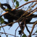 A howler monkey in the trees near the beach at Playa Ocotal. A howler monkey in the trees near the beach at Playa Ocotal.