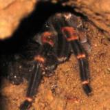 I saw this tarantula in the Monteverde cloud reserve. I saw this tarantula in the Monteverde cloud reserve.