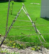 3715_trellis 3715_trellis